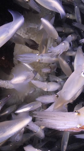 6.7K views · 540 reactions | Opalescent squid laying eggs, weaving a delicate tapestry of life into the ocean | Maxwel Hohn | Facebook