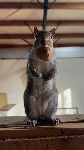 110K views · 5.2K reactions | Mama It’s My Food... ️ #squirrel...
