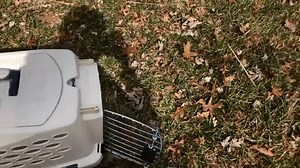 3.2K views · 65 reactions | A break in the weather gave our Wildlife Center a chance to release a few patients this week! • This Northern Mockingbird came in after flying into a window. He had severe swelling in his head and was unable to stand. • He made a full recovery and after strengthening his flight muscles in a larger cage, was able to be released! | Humane Animal Rescue of Pittsburgh | Facebook