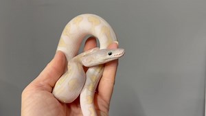 Something you don't see too often, but we have had it once before... this ball python is a result of Parthenogenesis. In simple terms, this means that the mum can reproduce without a male. Babies are always female. In this instance, the mum a Phantom Clown, has cloned herself to make a Super Phantom Clown. It is not uncommon for babies to hatch weak or deformed, but in both instances that we have had this occur, we have been fortunate that the babies have fed well & thrived. This particular snak