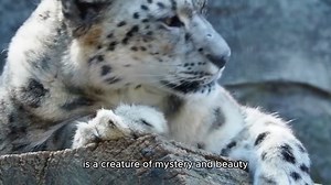 The future of snow leopard Snow Leopard documentary