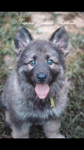 The blue sable babies! #gsdpuppy #gsdpuppies #gsd #germanshepherd #germanshepherdpuppy #germanshepherdpuppies #puppylove #puppy #puppylife #puppiesoftiktok #puppies #puppiesofinstagram #puppyoftheday #puppygram #bluegsd #bluegermanshepherd #dogs #doglife #doglover | Tropisch German Shepherds- New