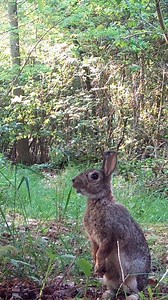 5K views · 549 reactions | Strange visitors in the woods 樂 #animals #wildlife #forest #nature | Once Upon a Forest | Facebook