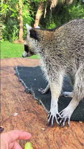 Can A Raccoon Multitask?