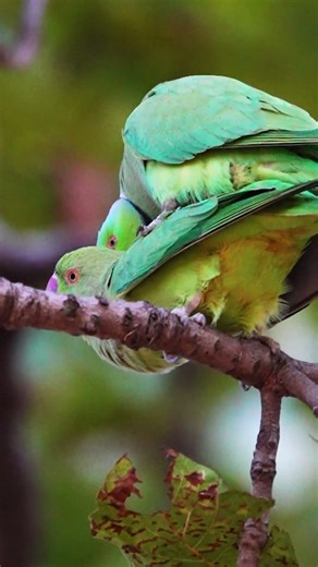 wild with me #wildlife #parrot #birds #nature #sony #forest #betlanationalpark #wildlifephotography