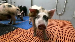 German researchers to breed pigs for human heart transplants this year