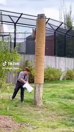 Tiger können hervorragend klettern – Überleben im Tierreich