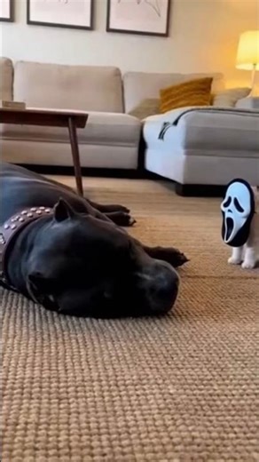 He really thought it was a ghost...