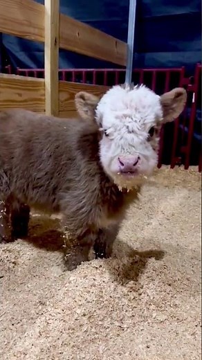 🐮 Cutest Cow Ever! Your Daily Dose of Moo Magic 💕