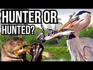 5 Animals That Reverse Famous Predator Prey Relationships