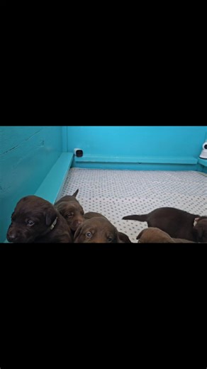 What the whelping box opening looks like from mama Maggie's perspective, Part 1. 🐒🐒🐒🐾😂 #Snowstorm26litter #peekaboo #wewantmilk #labpuppies #chocolatelabs #chocolatelabpuppy Kilgore’s Labrador Retrievers | Kilgore’s Labrador Retrievers