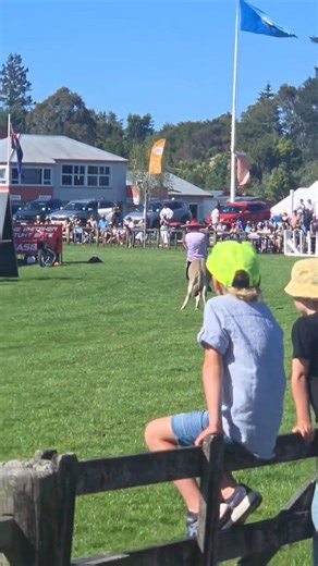 The wonky Donkey derby at Gisborne Showgrounds | The Rural Roundup