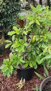 Time to harvest Catalino Avocado #plants #agriculture #gardening