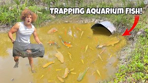 2.5K views · 339 reactions | Trapping AQUARIUM FISH From EXOTIC Fish...