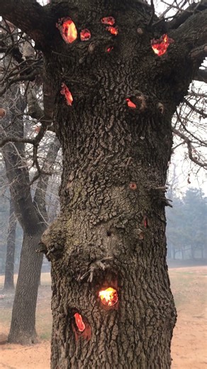 Chimney Tree Burns From Inside Out || ViralHog