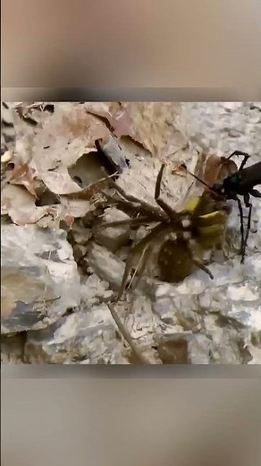 Spider who curbed physics while fighting the wasp #insects #animals #nature