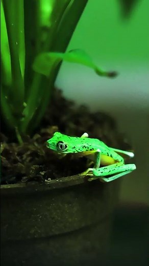 Lemur Tree Frogs Jumping! #LemurTreeFrog #TreeFrog #FrogJump #FrogVideo #Amphibians #SlowMoVideo