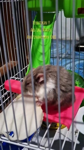 Horror Hamster Penampakan Kaki Rumah Hamster #horror #horrorhamster #penampakankaki #hamster #rumahhamster