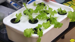 Introducing the Hydroponics Beginner Set! Learn how to grow leafy vegetables using this basic kit conveniently in your homes. Prices: 1. Hydroponics Kit - P720.00 Inclusions: Box, 8 net pots, hortifoam 100 cubes. 2. Masterblend fertilizer calcium nitrate set - P240.00 3. Seeds of Hope - P40.00 4. Seeds of Hope Salad Vegetables (Pelletized Seeds) - P75.00 If you would like to purchase or inquire about the kit, you may contact us at sales@harbest.com.ph or message us here! Instagram | http://insta