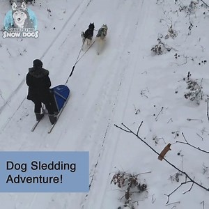 Dog Sledding Adventure with Kira and Memphis! 🛷 | Gone to the Snow Dogs