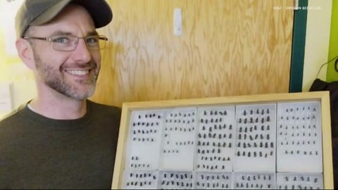 Researchers document hundreds of new bee species in Oregon