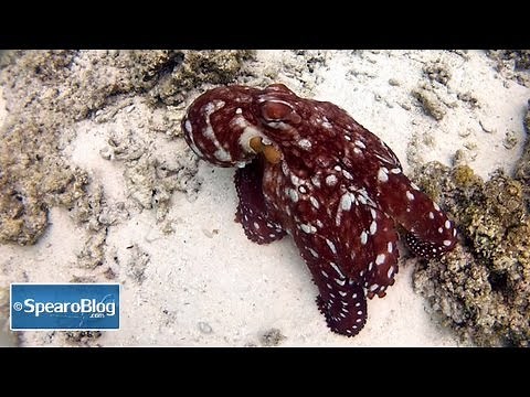 Octopus Camoflage Amazing Color and Texture Change Transformation