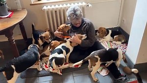 65K views · 5.2K reactions | Nos chiots ex-beagles de labo ont pris...