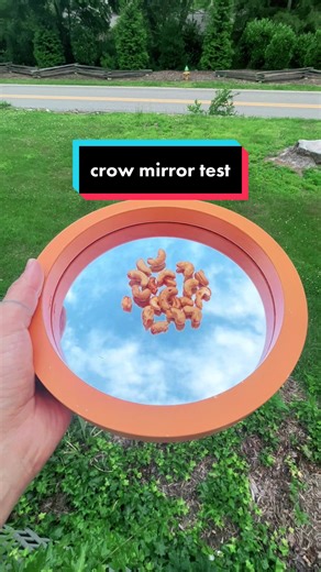 Crows Vanity Test with Mirror: Do Crows Like Mirrors?