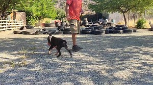 Mastering the Flirt Pole: Building Drive and Exercising Your Dog!!! Building drive in your dog is an art, and in this video, we’ll show you exactly how to do it using a flirt pole! Whether you're looking to boost your dog's drive or simply give them a fun and effective workout, the flirt pole is an incredible tool. In this video, we demonstrate how we use the flirt pole differently for two of our Bull Terriers—Rea and Hercules—depending on our training goals. With Rea, we focus on exercise and p