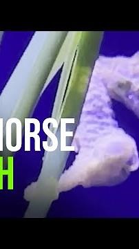 Dwarf Seahorse Dad Gives Birth On Camera!