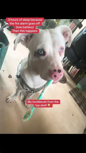 Deaf blind in 1 eye separation issues curious fun and can't live without him "Blue" Mintee.care