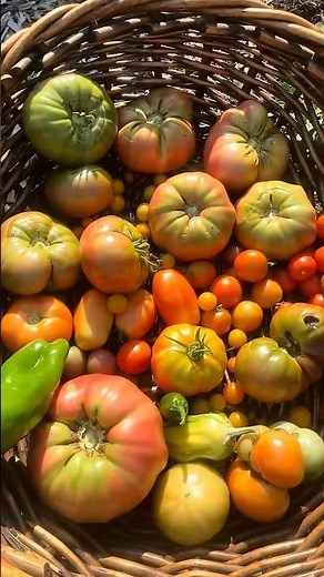 Viral Tomato Hack: Peel Tomatoes in 5 Seconds for Sauce of Salsa