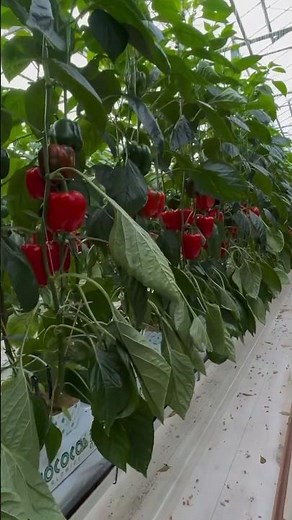 #779 Capsicum annuum | Solanaceae | Bell Pepper | Sweet Pepper | Chili Pepper | Rocoto Pepper Piiman