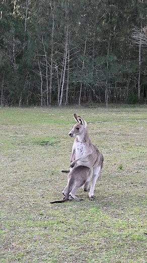 Adorable Baby Kangaroo Enters the Pouch for the First Time