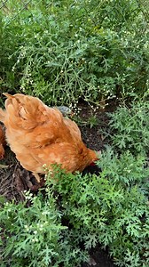 140K views · 4.3K reactions | Pumpkin and her chicks on a little bug adventure #backyardchickens #cute #fbreel #adorable #chicken #chickenlover #fypシ #happiness #pumpkinhen #chicks | My lovely Animals | Facebook