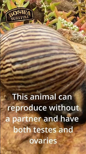 The GIANT African land snail can live for up to 10 years !