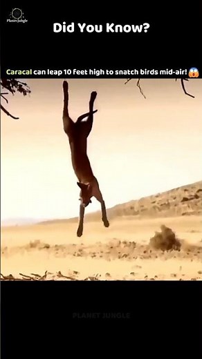 This Wild Cat Can Jump 10 Feet High! 😱🐈 #caracal #wildcats #animalfacts