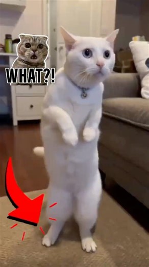 Cat Learns Belly Dance from TV 🐱💃 Funny & Cute Viral Cat Moment #cat #funnycats #cutecat