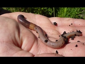 Earthworms Worms for Kids in Soil Documentary Moving Children Facts Videos Phylum Annelida