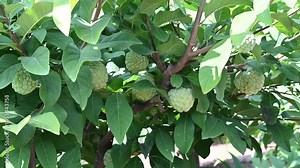 Annona squamosa or sugar-apples, Custard apple, Sharifa, Sitaphal, Sitapalam or sweetsops fruits on a tree Stock Video