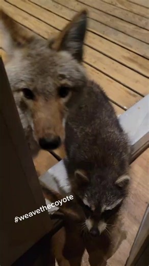 Coyote vs. Raccoon: A Playful Showdown