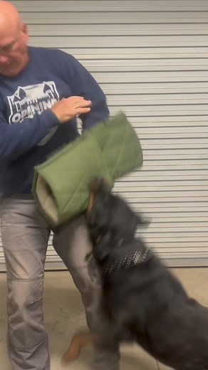 Gunner is a male Rottweiler. We’ve focused behavioral mods and on his “Aus” anr “Lasses” commands. Now, time for some advancing into beginner bite work. | Dog Gone Good | Facebook