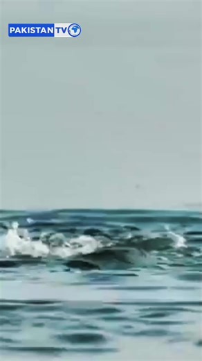 Ganges River Pollution: A Bio-Survey Exposes Contamination