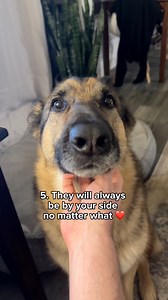 52K views · 1.8K reactions | Happy German Shepherd Day! Is this German rap song stuck in anyone else’s head? 藍Song from Bodo Wartke | Best Boy Benson | Facebook