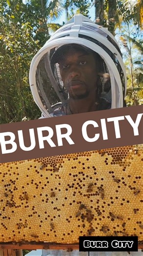 Burr Comb On A Nice Day!