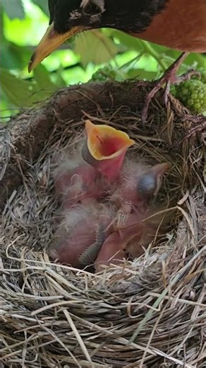 American Robin Dad Feeding Babies 🐣🪺