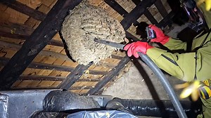 662K views · 11K reactions | What would you do if you found a Beach-Ball-Sized YELLOW JACKET Nest in YOUR Attic?! This is a German Yellow Jacket (Vespula germanica-anthic) species. I fed the nest to my Emus, Rhea, and Chickens! #fypシ #viralvideo #hornetking #foryou #Yellowjackets | Hornet King | Facebook
