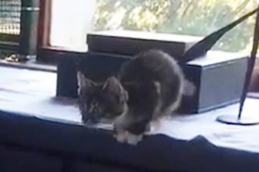 This kitten jump is the most adorable fail on the internet