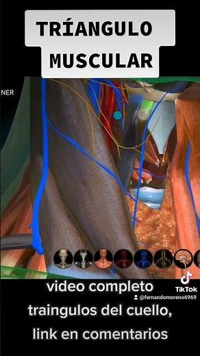 TRIANGULO MUSCULAR| TRIANGULOS DEL CUELLO #recomendado #viral #anatomía #medicina