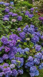 1.9K views · 76 reactions | Let’s learn about BloomStruck® hydrangea! This variety has gorgeous blurple or vivid-pink blooms that absolutely stun in gardens across zones 4-9   勺⁠ ⁠ Here’s why we love BloomStruck® and ideas on how to use it in your space. | Endless Summer Hydrangeas | Facebook